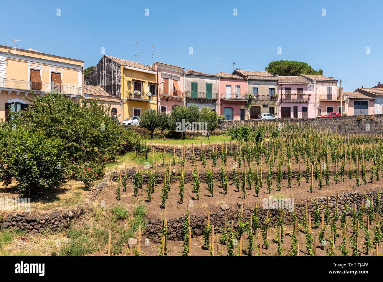 A vineyard in the Sicilian village of Milo, high on the slopes of Mount Etna, where the soil is unusually fertile because of volcanic ash deposits Stock Photo
