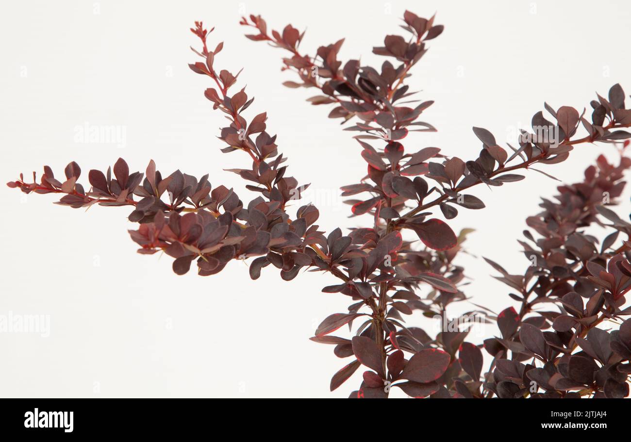 Balur berberis plant on isolated white background, selective focus shot. Stock Photo