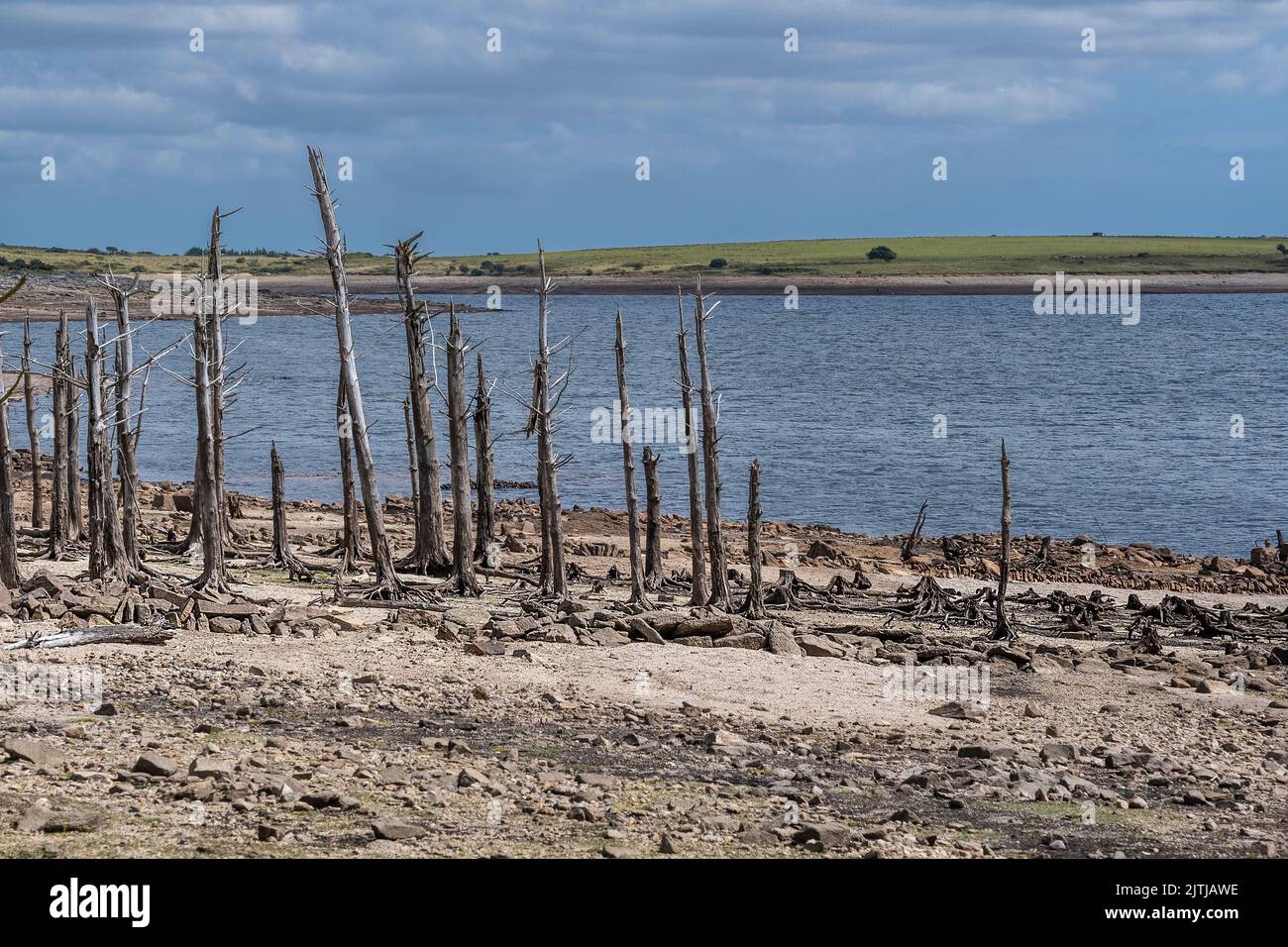 The remains of a copse of dead trees exposed by falling water levels caused by severe drought conditions at Colliford Lake Reservoir on Bodmin Moor in Stock Photo