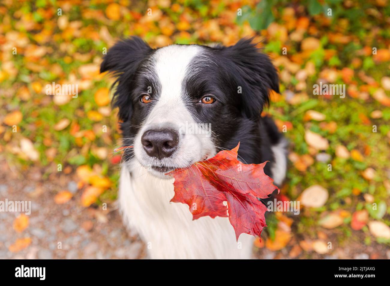 Funny puppy dog border collie with orange maple fall leaf in mouth