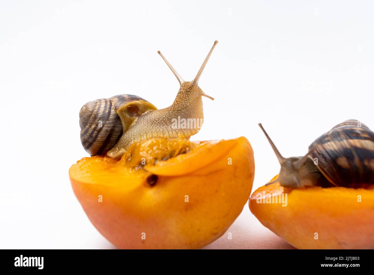 Two large grape garden snails Helix pomatia sit on apricots and eat. Stock Photo