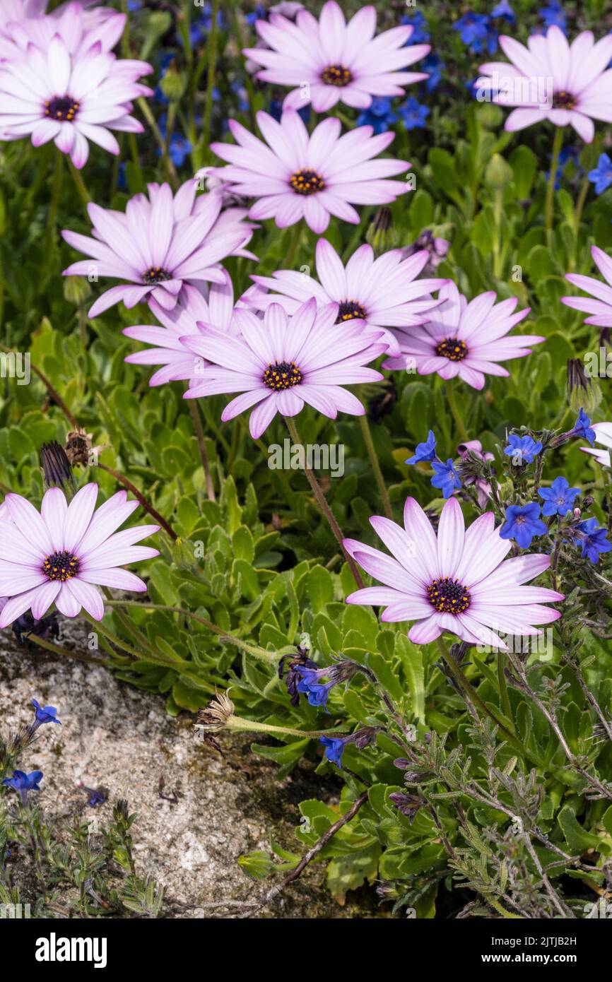 Osteospurmum growing in a garden in Cornwall in the UK. Stock Photo