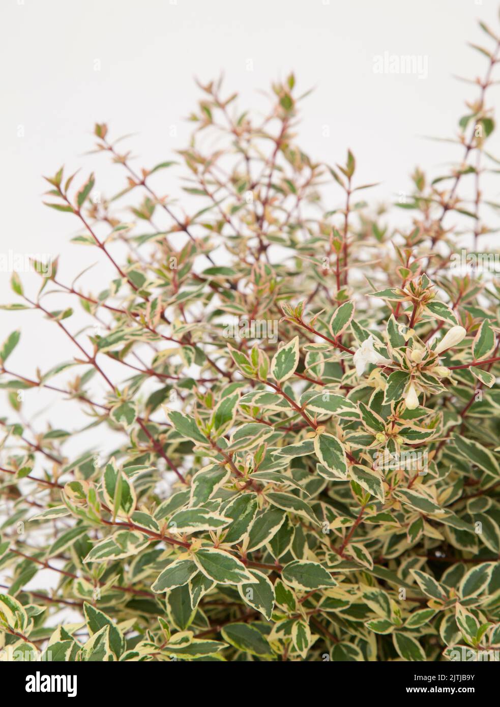 Leaf of abelia hi-res stock photography and images - Alamy