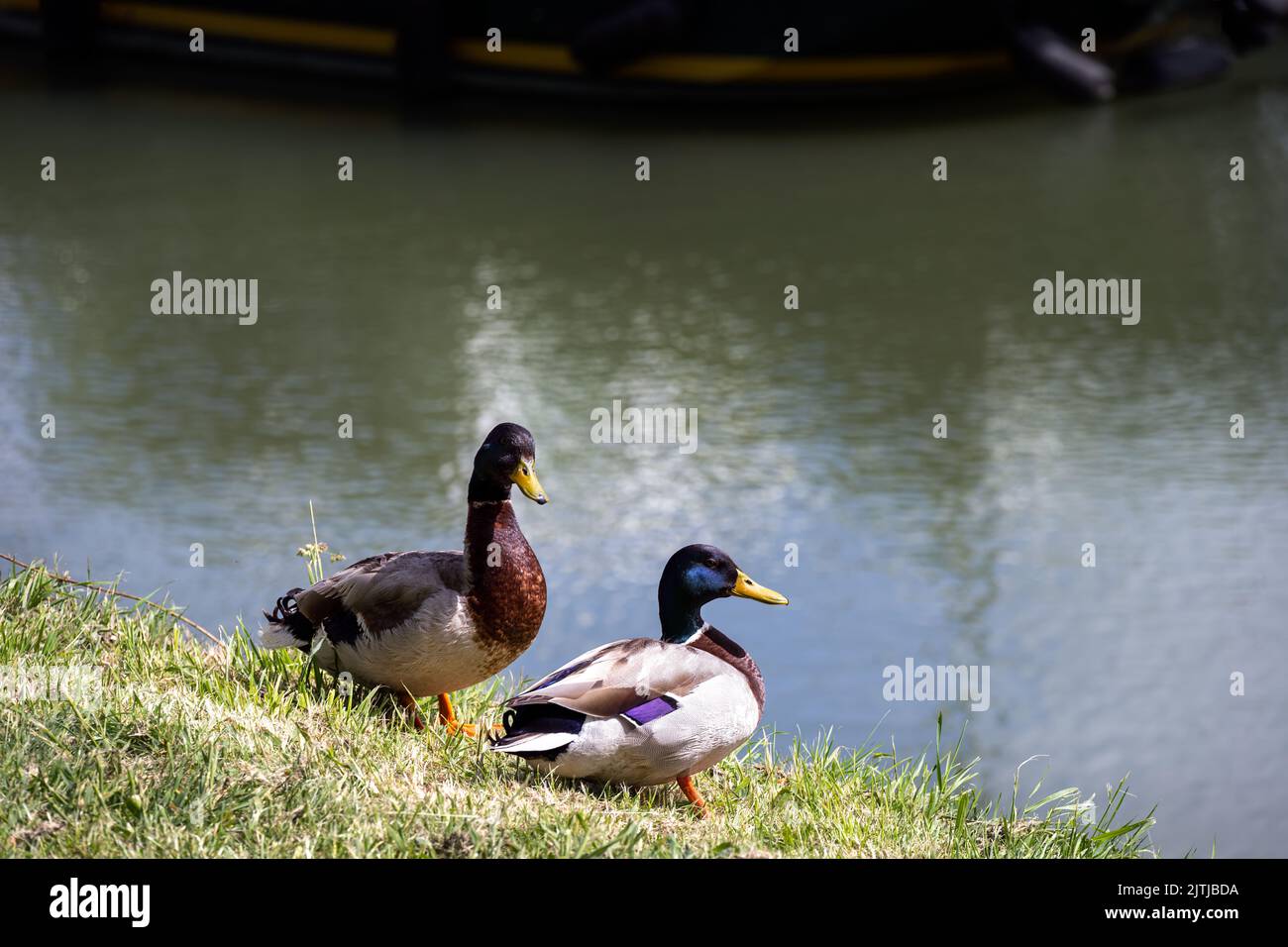 Mallards on the bank of a river on a sunny afternoon Stock Photo