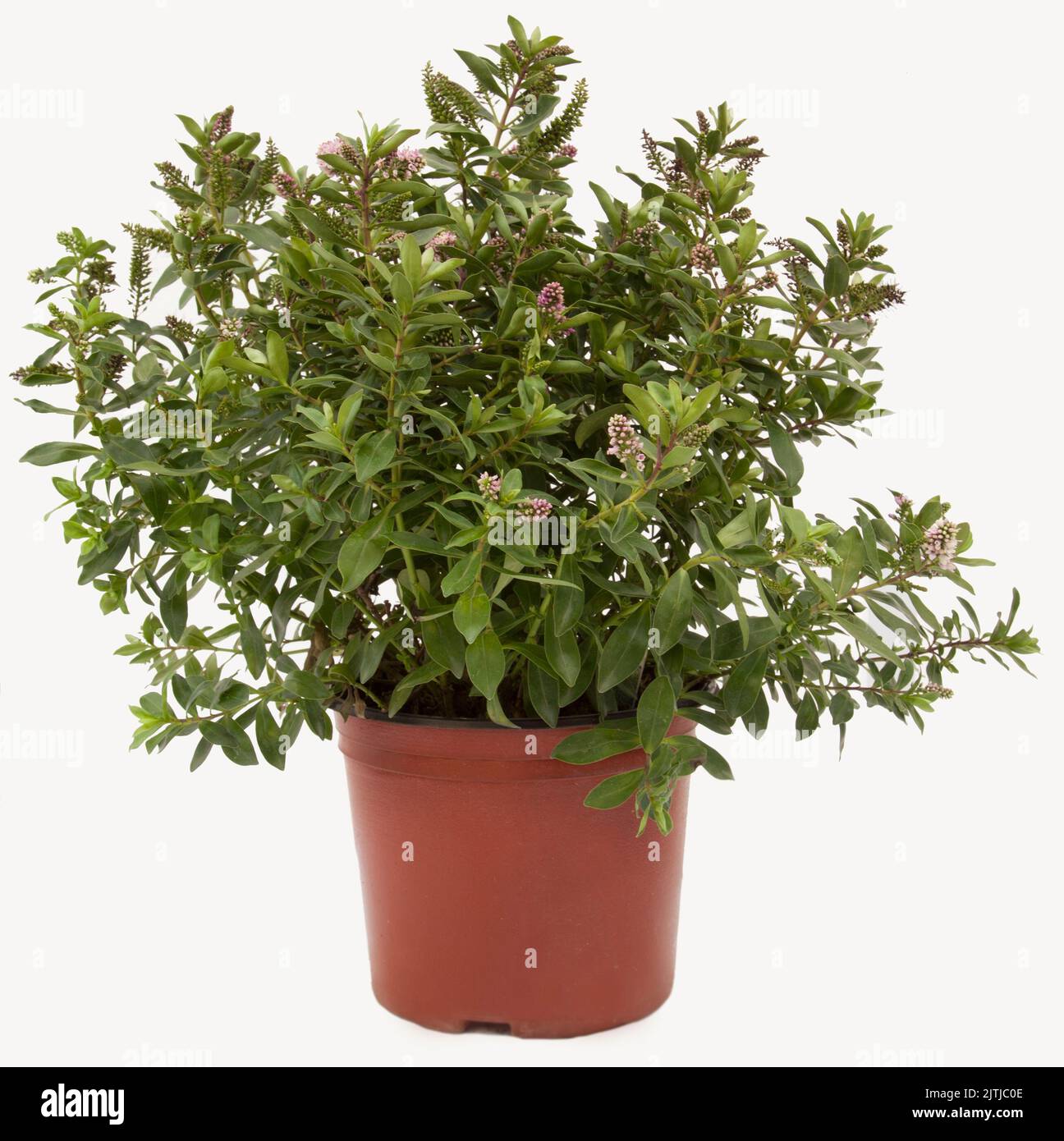 Green purple flowered plant in tile-colored flowerpot on isolated white background, selective focus shot. Stock Photo