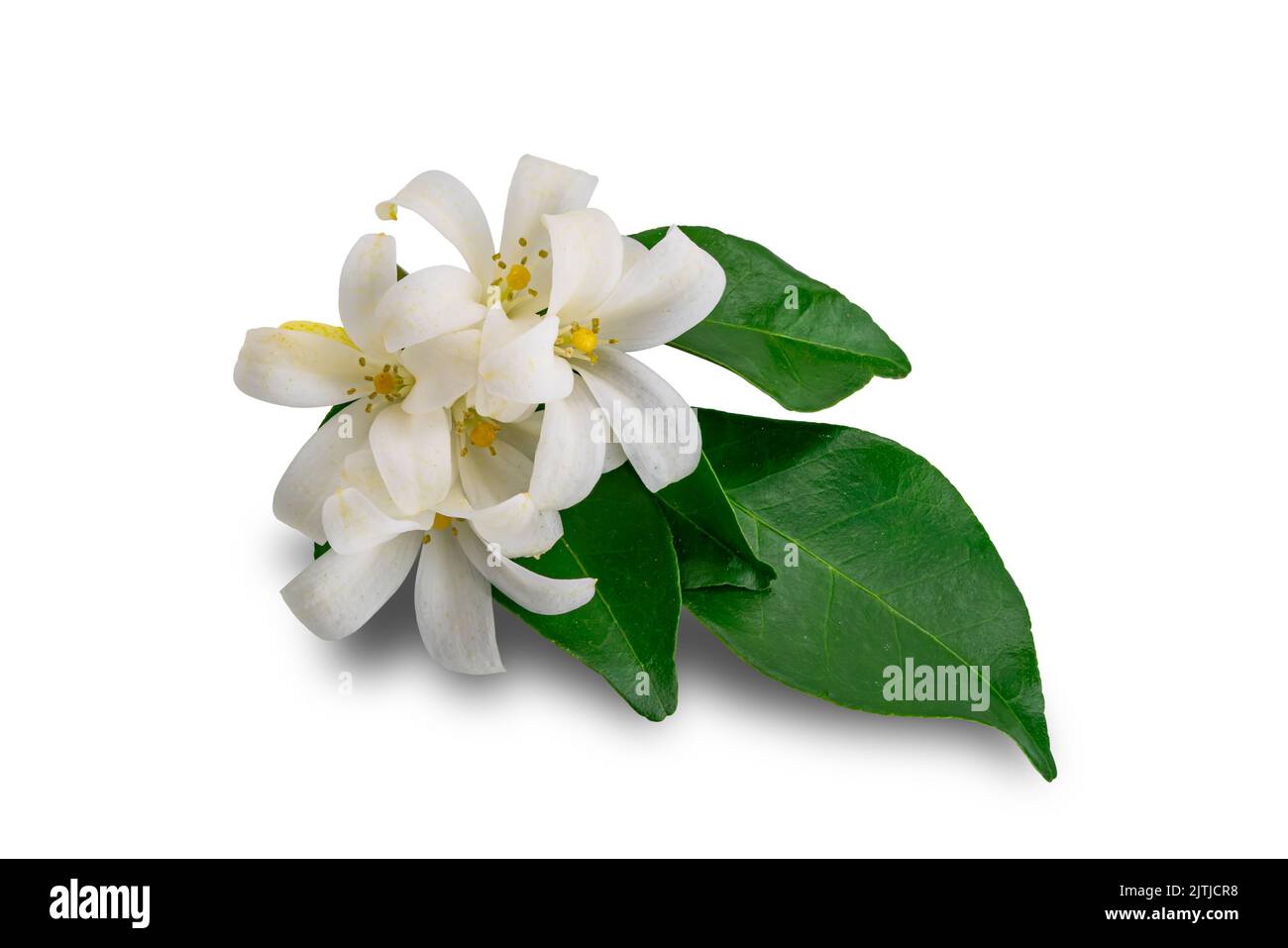Orange jasmine flowers with leaves isolated on white background with