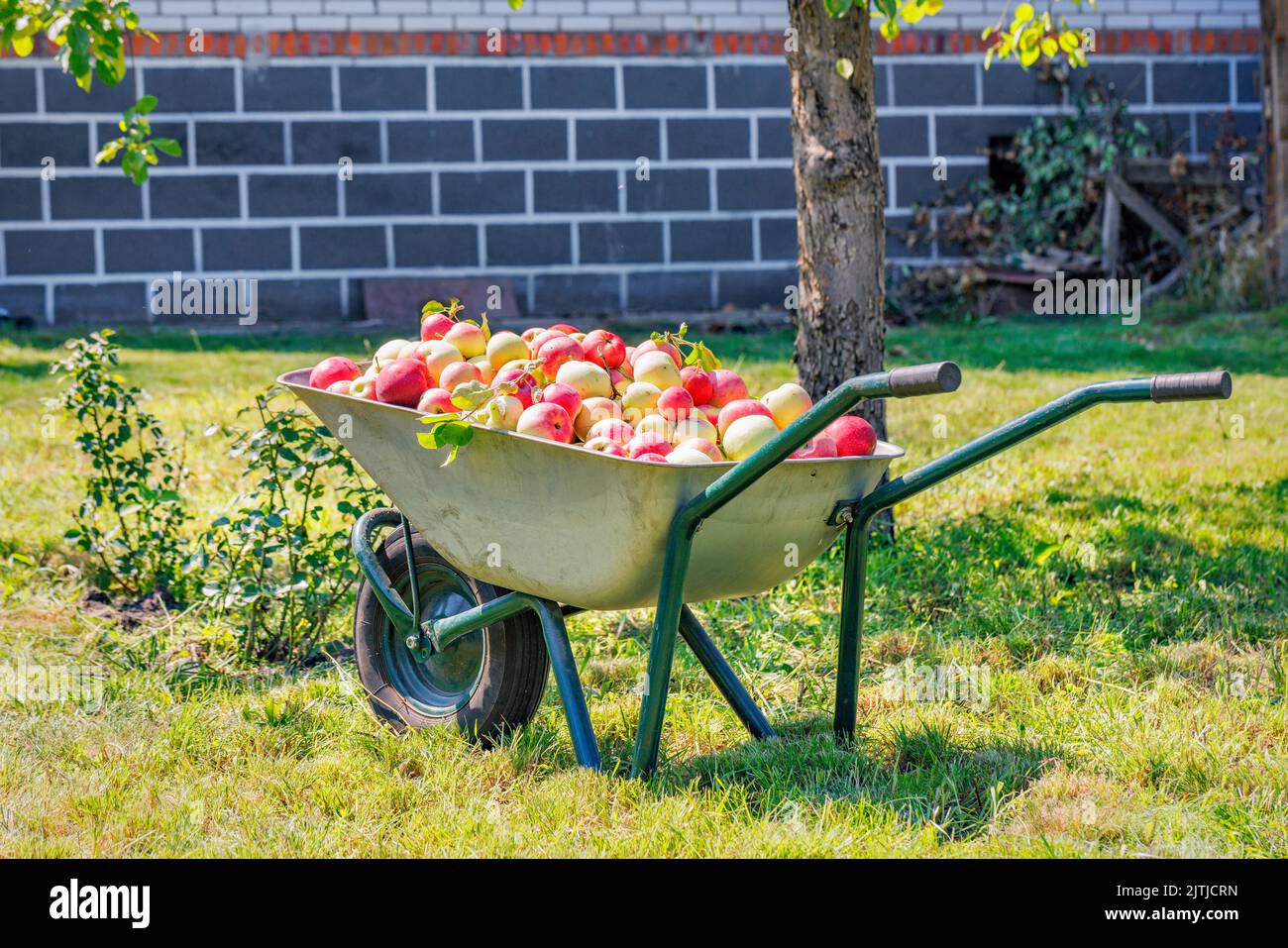 Garden wheelbarrow full of ripe juicy apples in a rustic orchard on a sunny autumn day after the harvest. Closeup. Copy space. Stock Photo