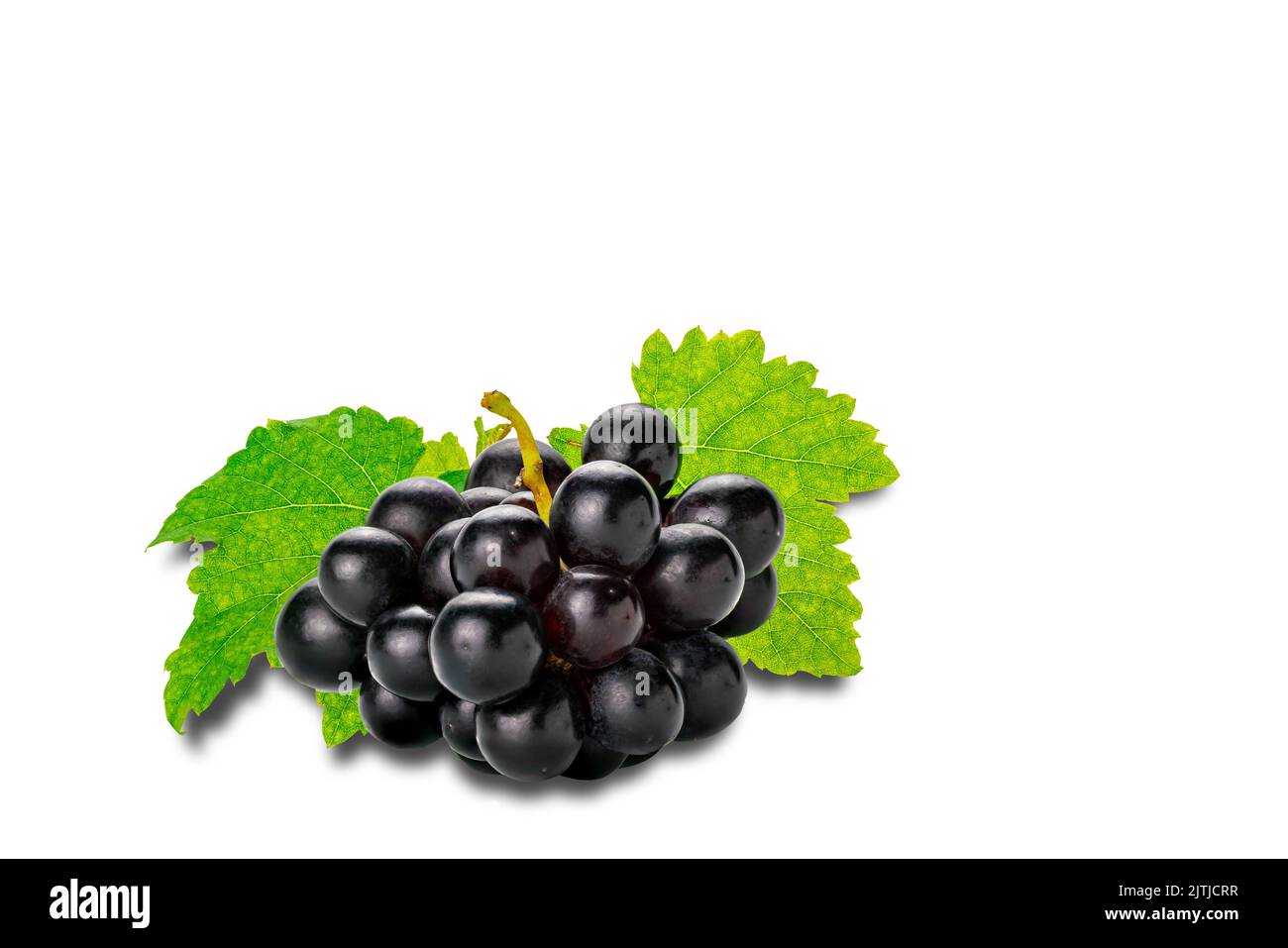 Bunch of black ripe grapes with green leaves isolated on white background with clipping path. Stock Photo