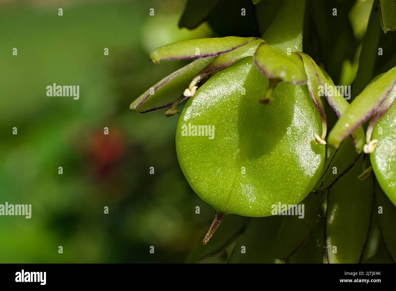 macro view of the seed pod of a Variegated Pineapple Flower (Eucomis bicolor) Stock Photo