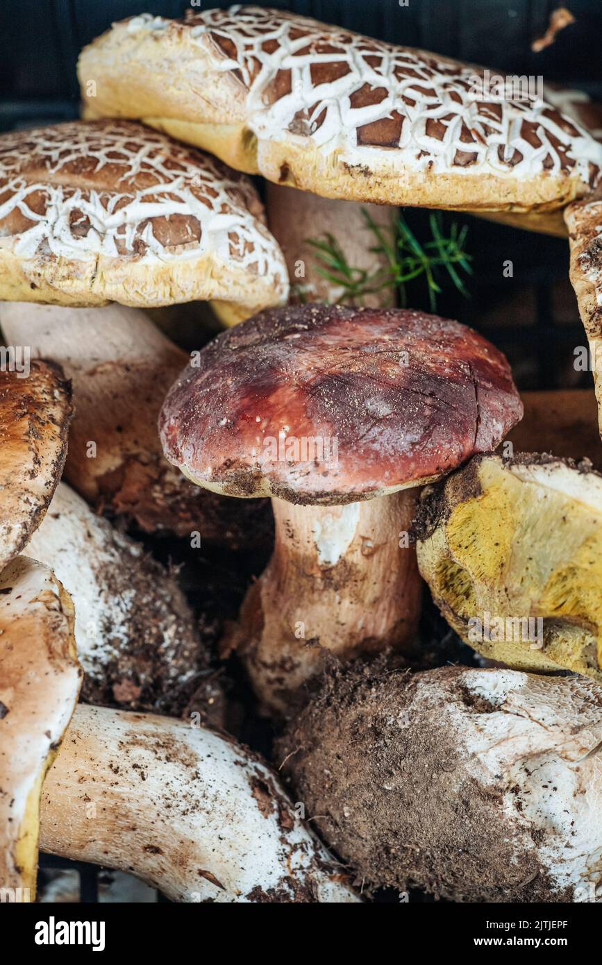 Porcini italy hires stock photography and images Alamy