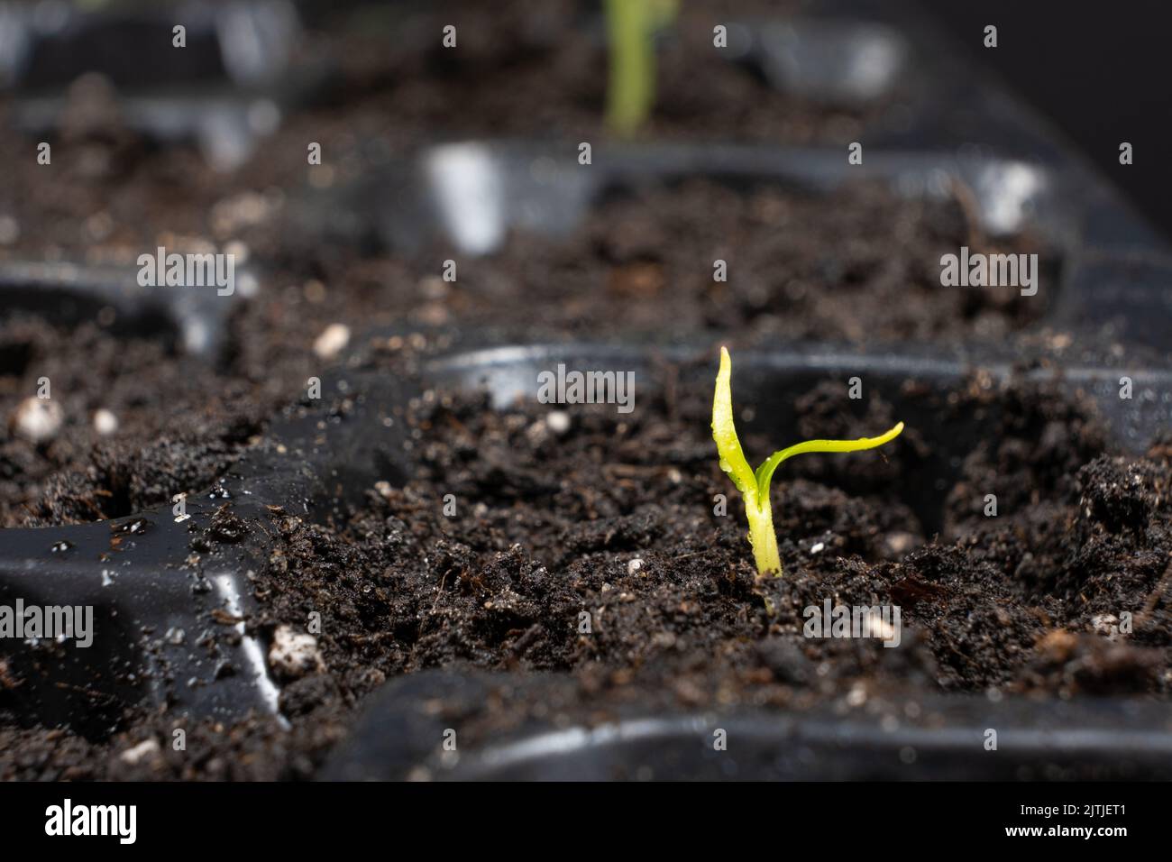 Growing peppers from seeds. Step 4 First Sprout Stock Photo Alamy