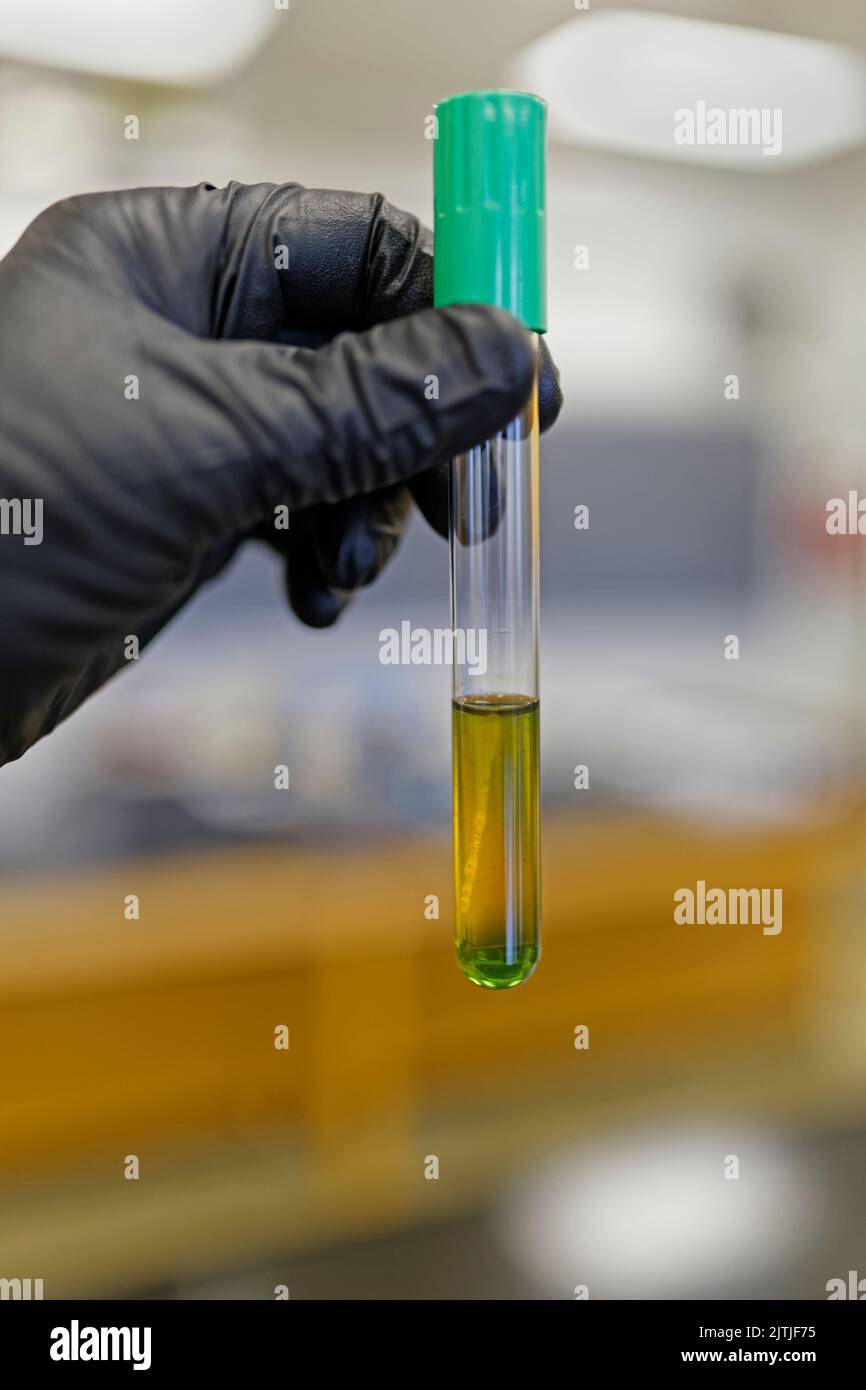 Fermentation-Oxidization test for bacterial identification showing color change. Stock Photo