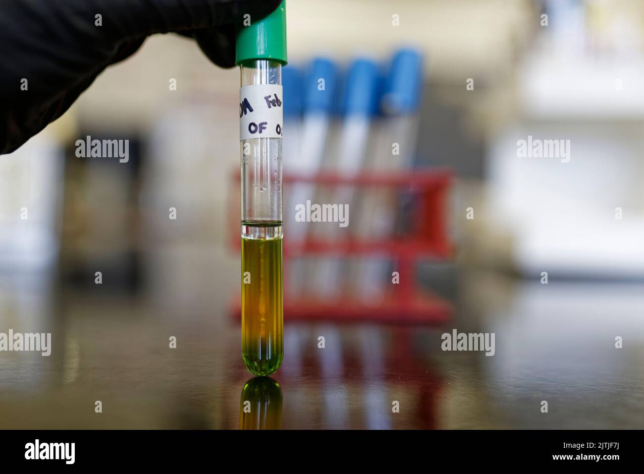 Fermentation-Oxidization test for bacterial identification showing color change. Stock Photo