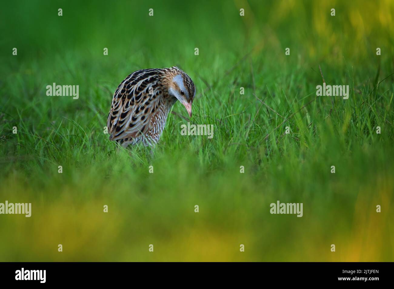 The corn crake in the protected area of Brdy Czech Republic Stock Photo ...
