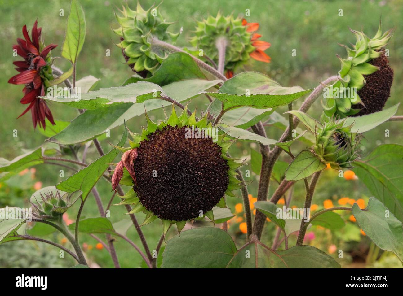 Sunflowers is growing in rural garden. Farming background. Decorative flowers. Stock Photo