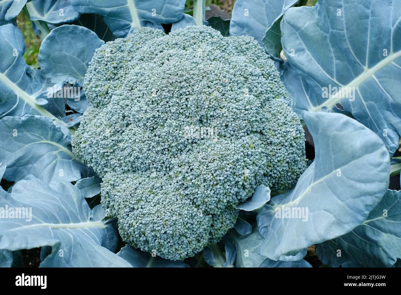 Specimen vegetable hi-res stock photography and images - Alamy