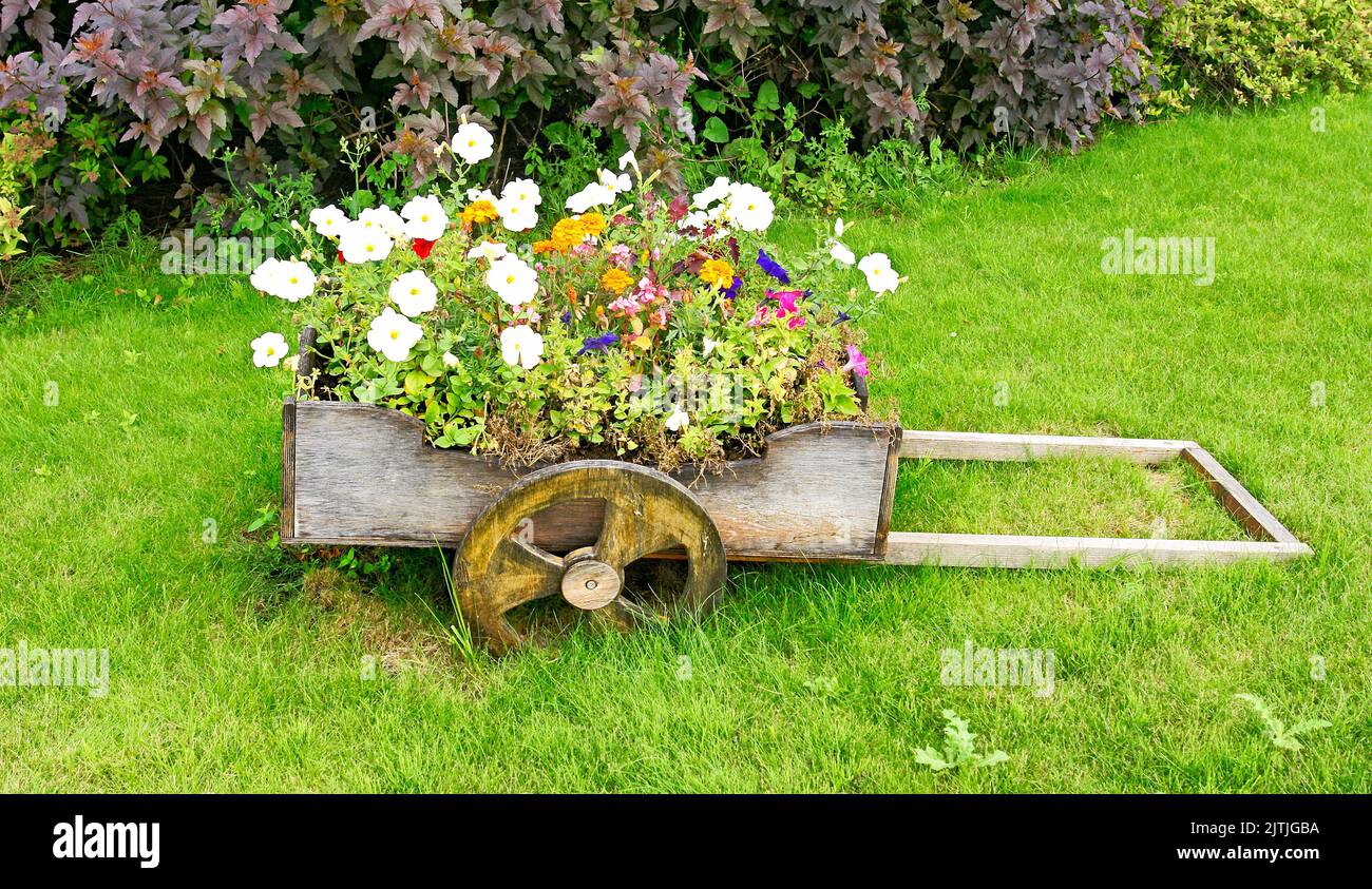 Old wooden wheelbarrow transformed in pot with flowers in Saint Petersburg in the Russian Federation, Russia Stock Photo