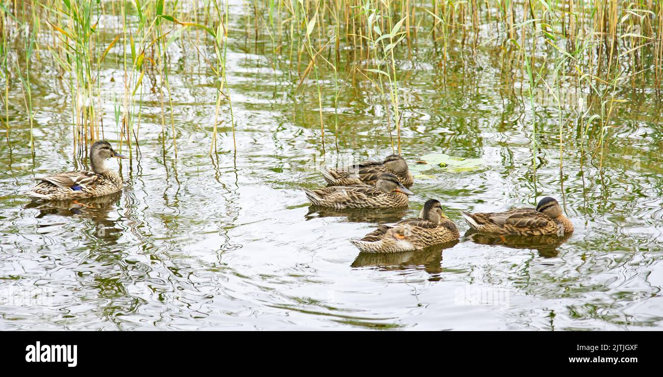 Ducks on the bank of the river Svir in Mandrogi, Russia, Russian Federation Stock Photo