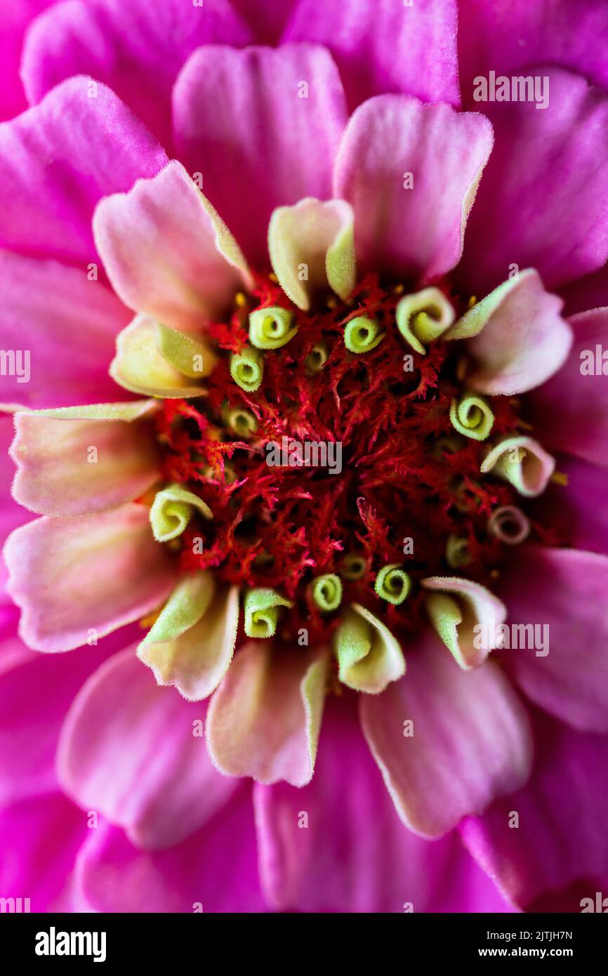 A macro pic of a zinnia flower (Zinnia elegans) reveals the abstract symmetry of petals, anthers and stigmas Stock Photo