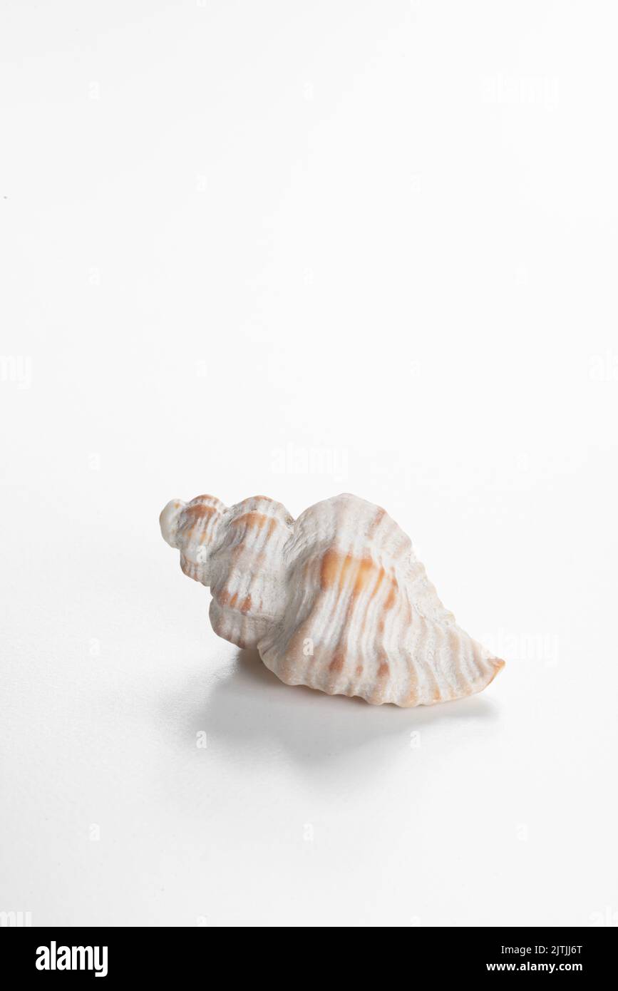 Conch shell against white background with copy space Stock Photo - Alamy