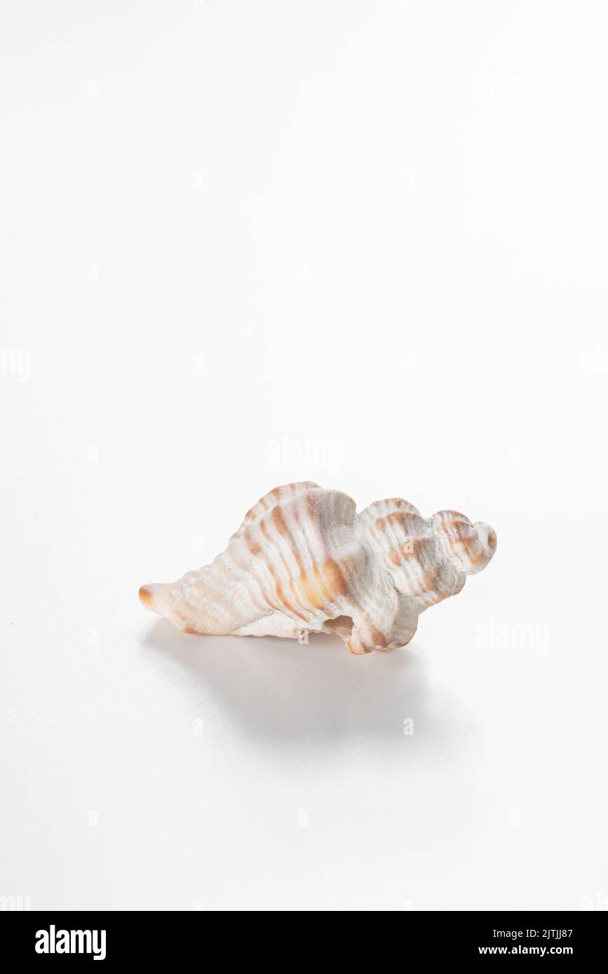 Conch shell against white background with copy space Stock Photo - Alamy