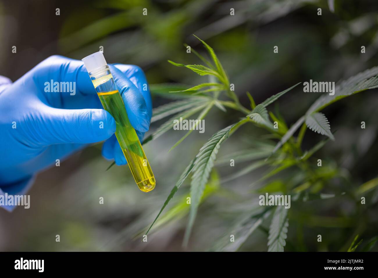 CBD hemp oil, Hand holding bottle of Cannabis oil in pipette, The hands of scientists dropping marijuana oil for experimentation and research. Stock Photo