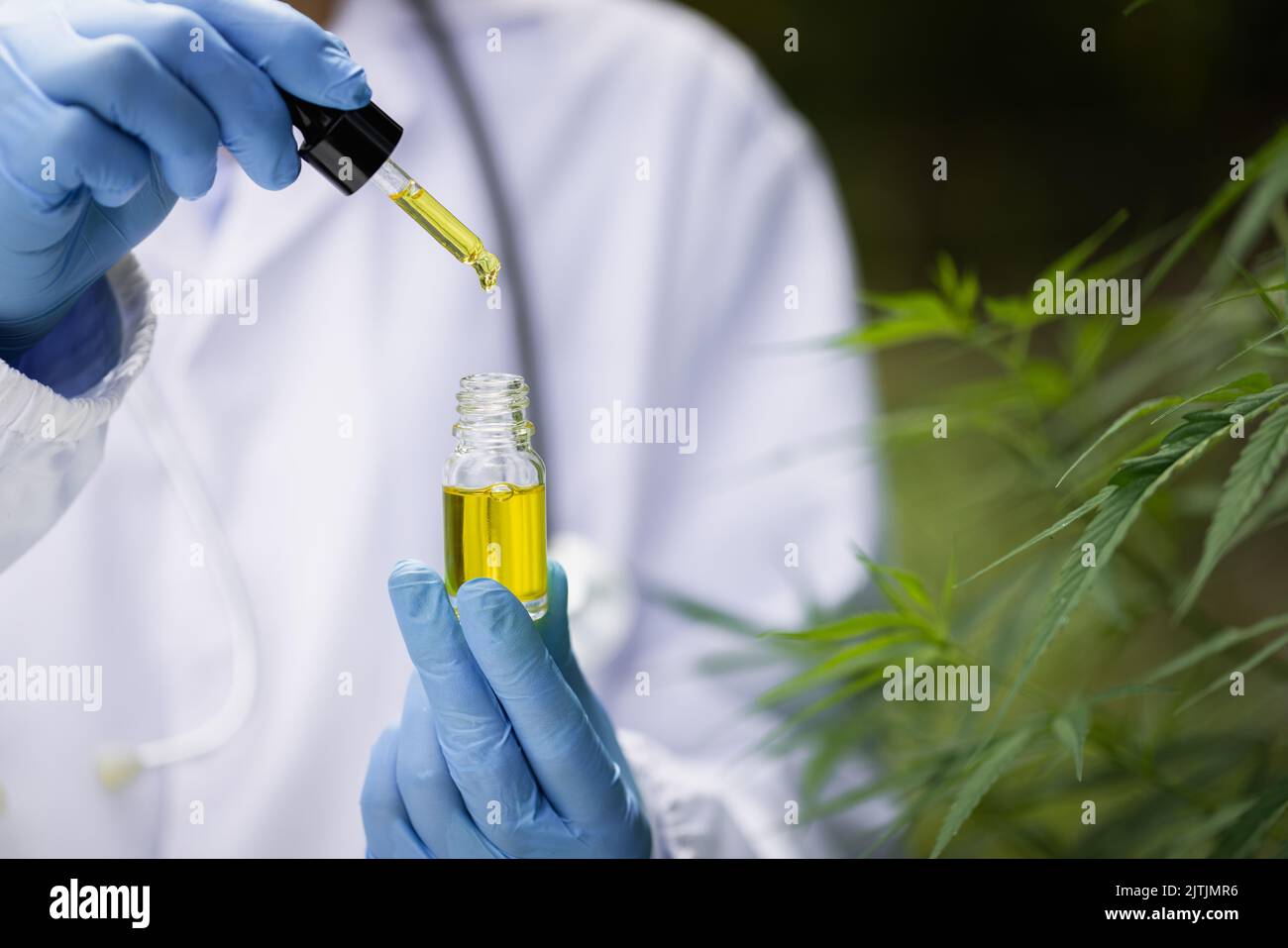 Researchers are examining the plants. alternative medicine and cannabis concepts, professional researchers working in cannabis fields Stock Photo