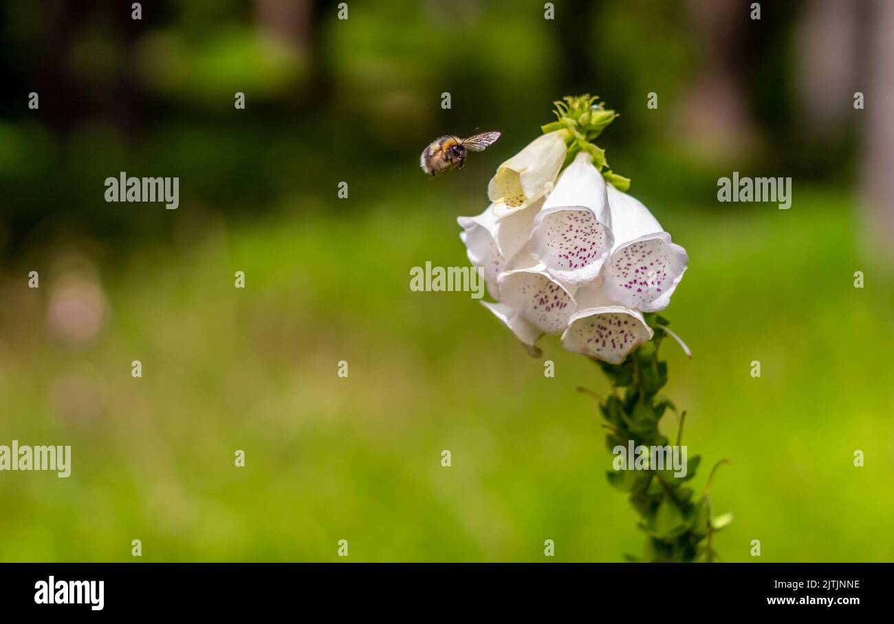 white foxglove flowers with a bumblebee, in a meadow, close-up view Stock Photo