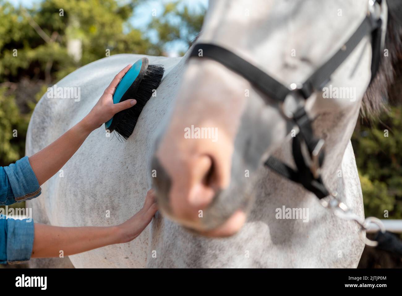 Unrecognizable young woman grooming and brushing horse in her stable in summer. Stock Photo