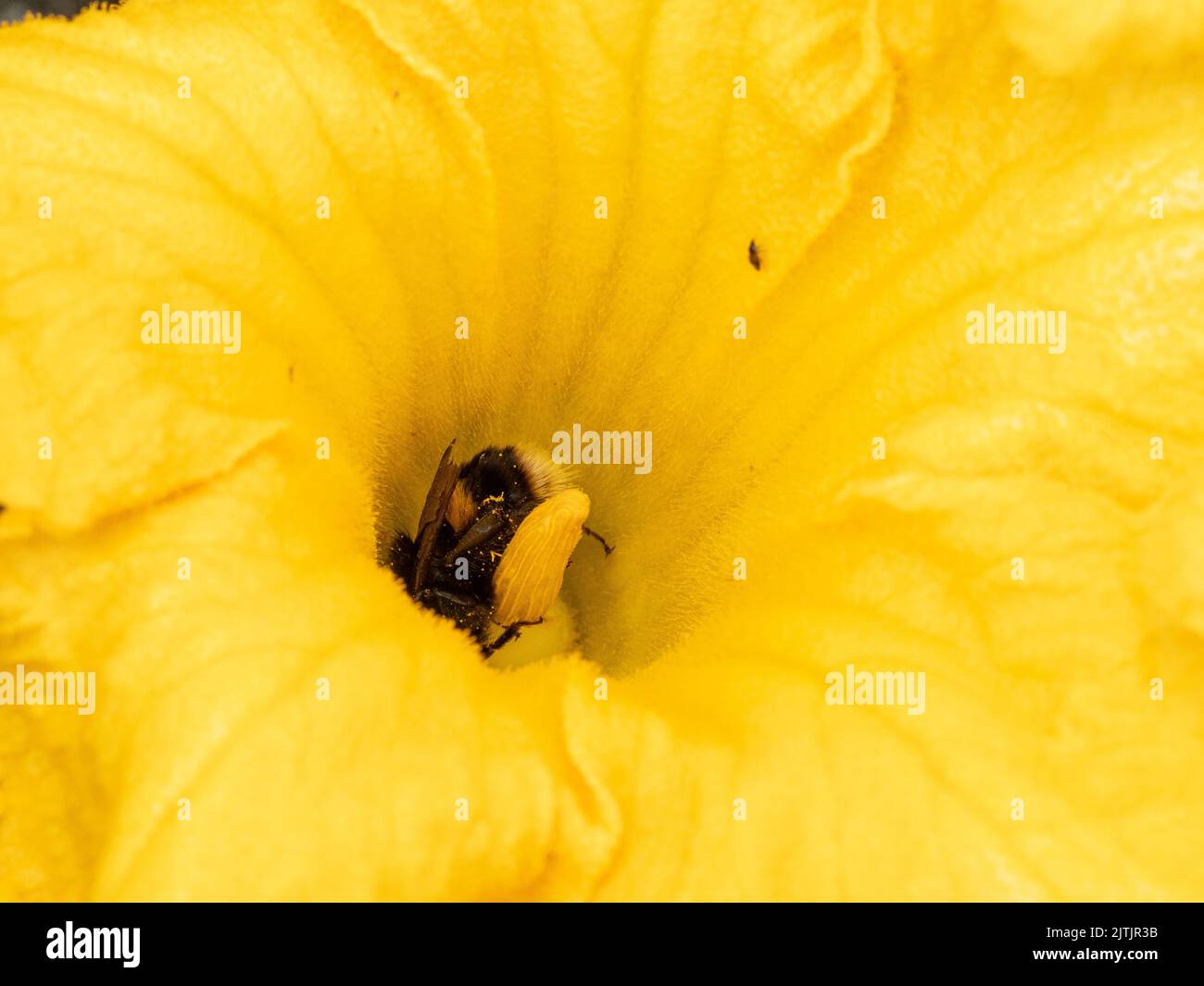 A close up of a bumble bee collecting nectar from a bright yellow courgette plant Stock Photo