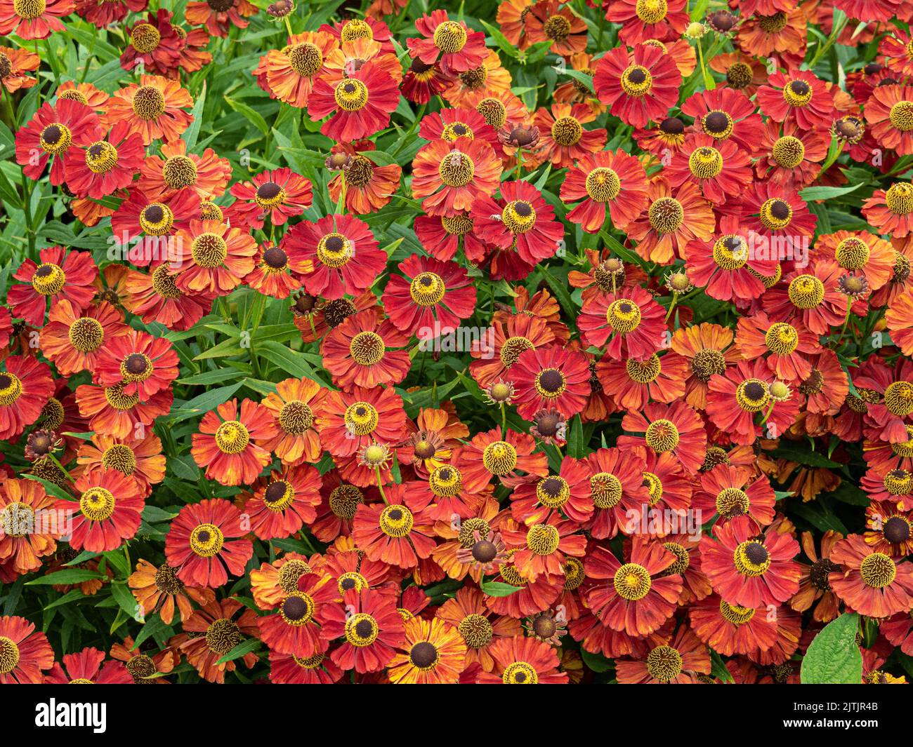 The deep mahogany red flowers of Helenium 'Rubinzwerg' Stock Photo