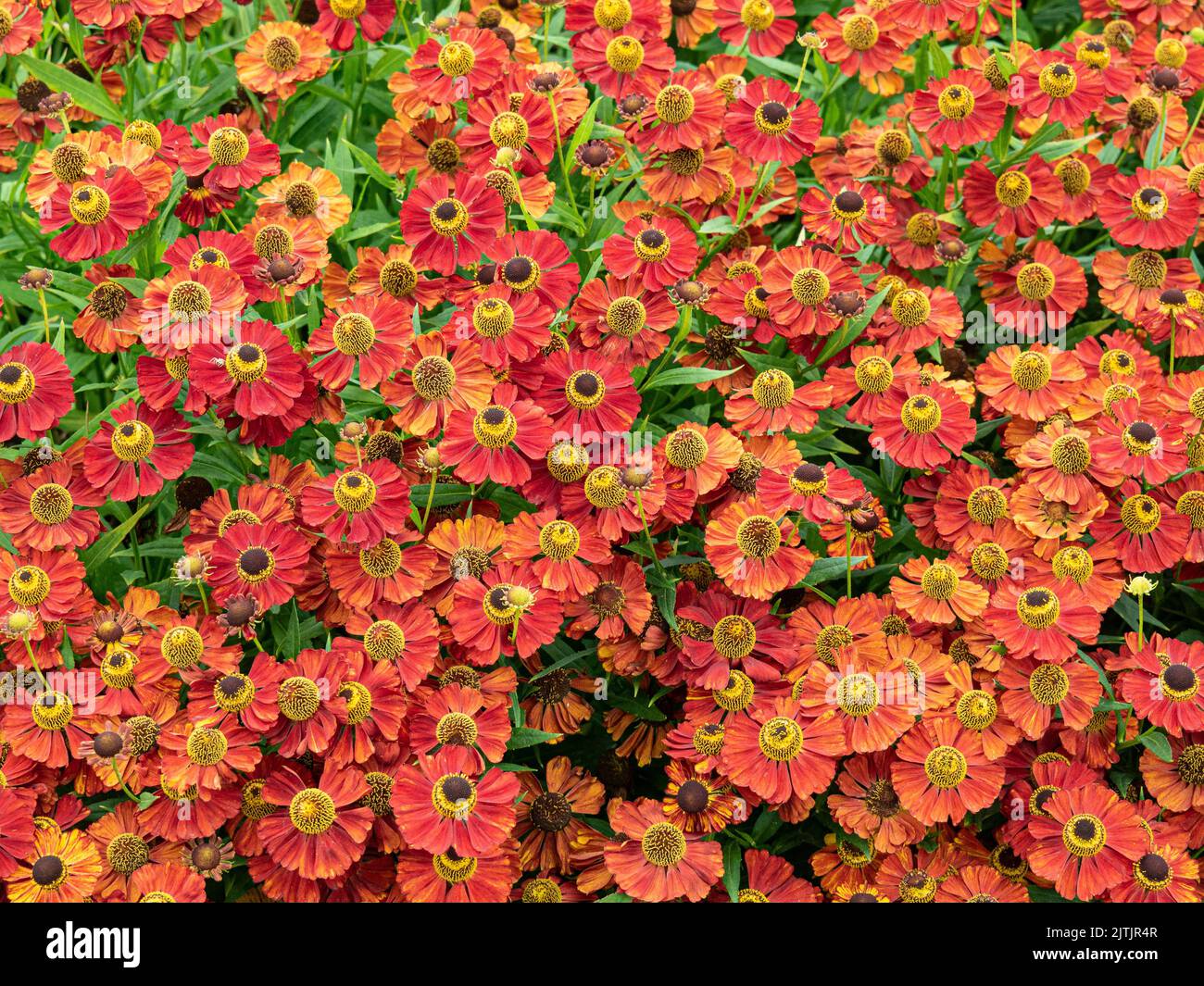 The deep mahogany red flowers of Helenium 'Rubinzwerg' Stock Photo