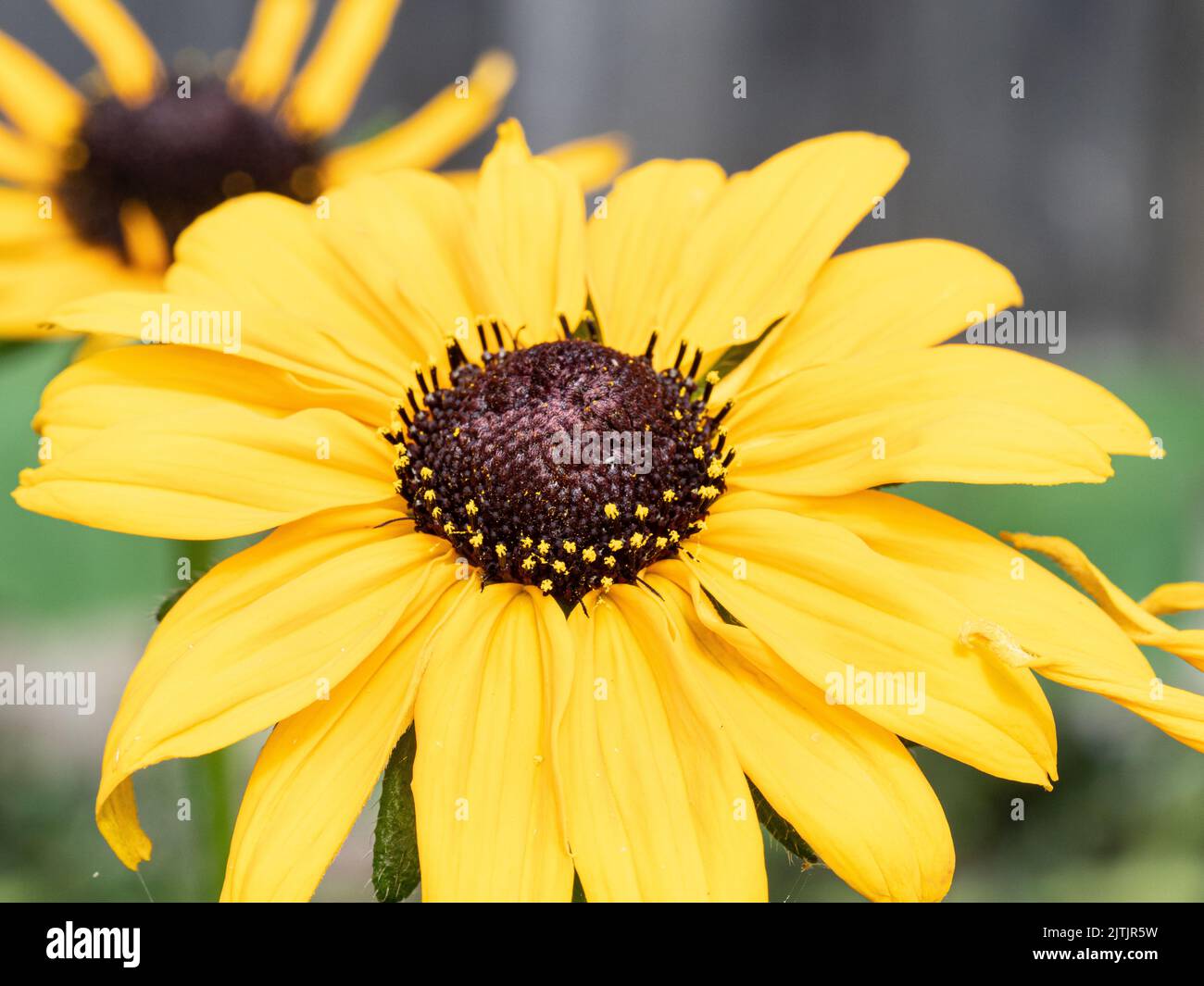 A close up of a single flower of Rudbeckia hirta 'Marmalade' - black eyed susan Stock Photo