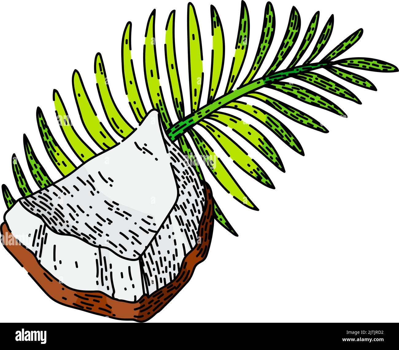 coconut fruit sketch hand drawn vector Stock Vector Image & Art - Alamy
