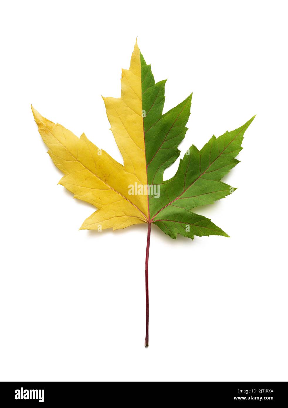 Canadian maple leaf icon Cut Out Stock Images & Pictures - Alamy