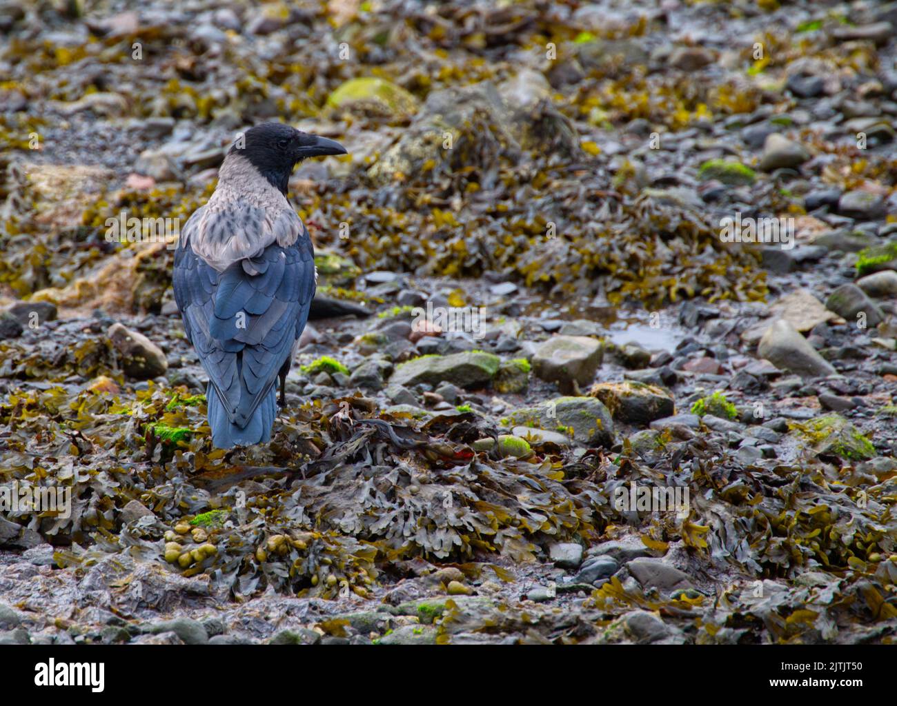 Hooded Crow Stock Photo