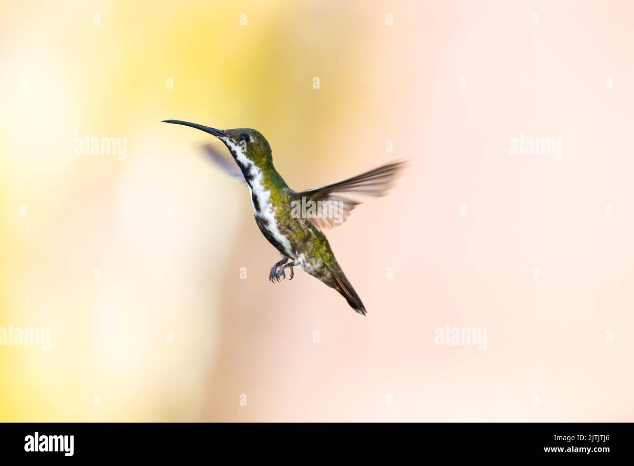 Black-throated Mango hummingbird hovering in the air with a pastel colored background. Stock Photo