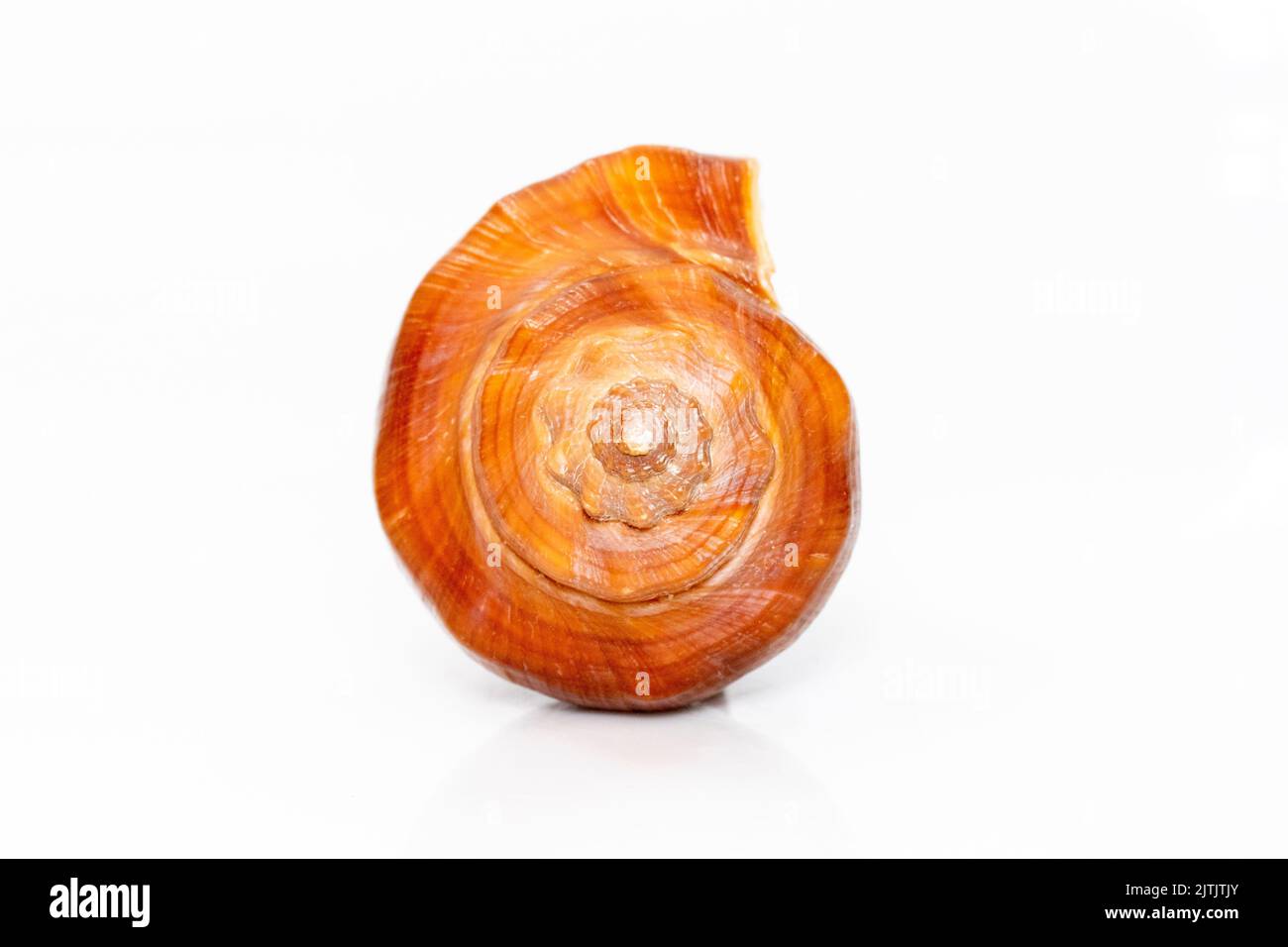 Image of brown conch sea shell on a white background. Undersea Animals
