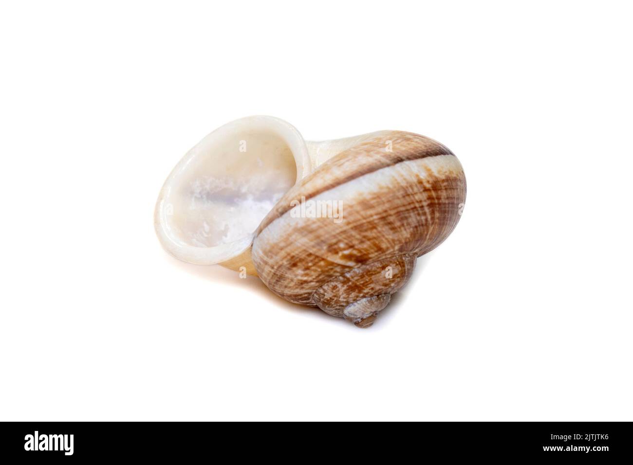 Image of cyclophorid snails(Cyclophoridae) isolated on white background. Undersea Animals. Sea Shells. Stock Photo