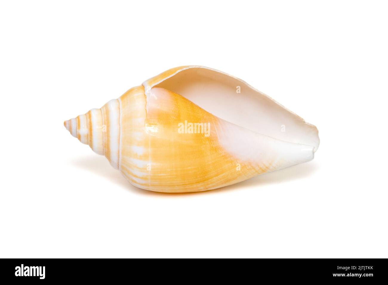 Laevistrombus canarium known as the dog conch or by its