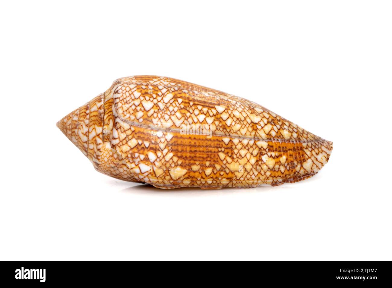 Image of conus omaria patonganus sea shell is a species of sea snail, a marine gastropod mollusk in the family Conidae, the cone snails and their alli Stock Photo