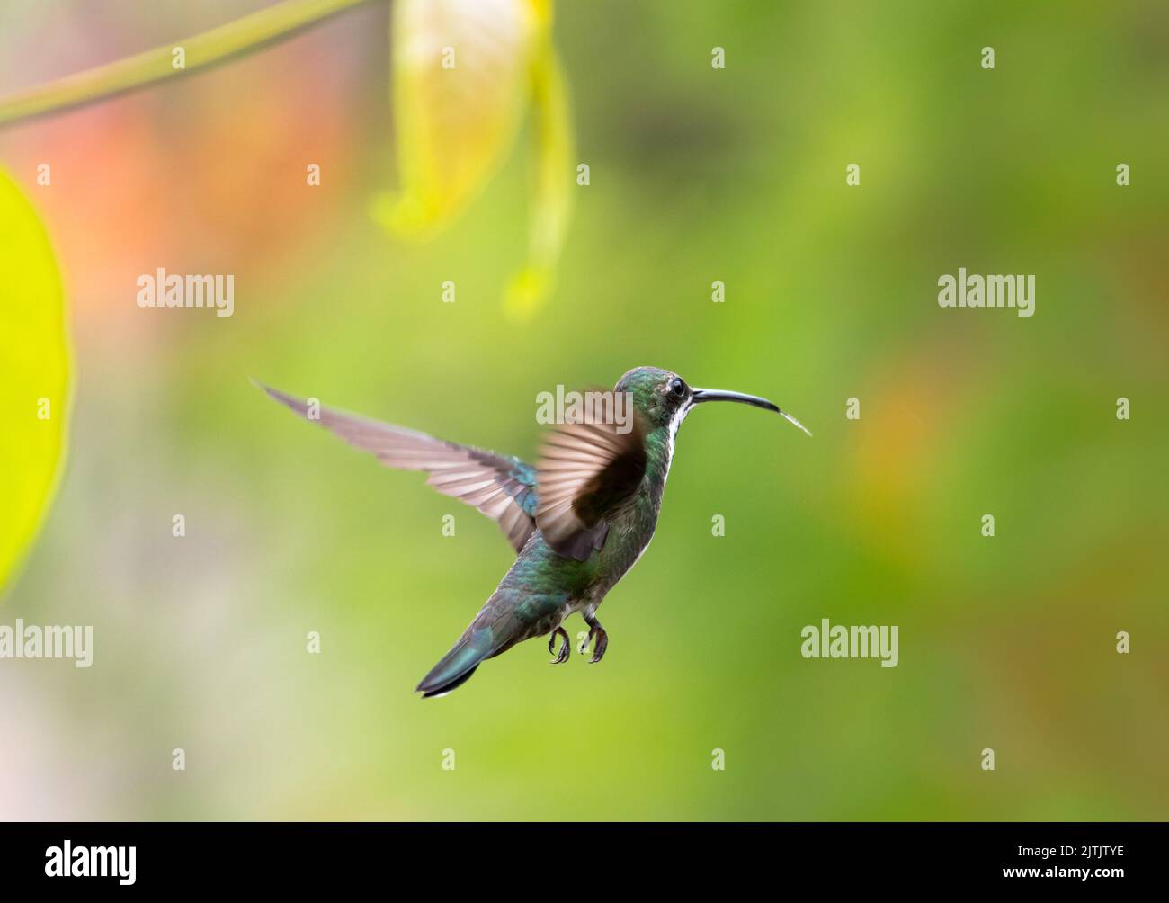 Black-throated Mango hummingbird flying away from the camera with her tongue out. Stock Photo
