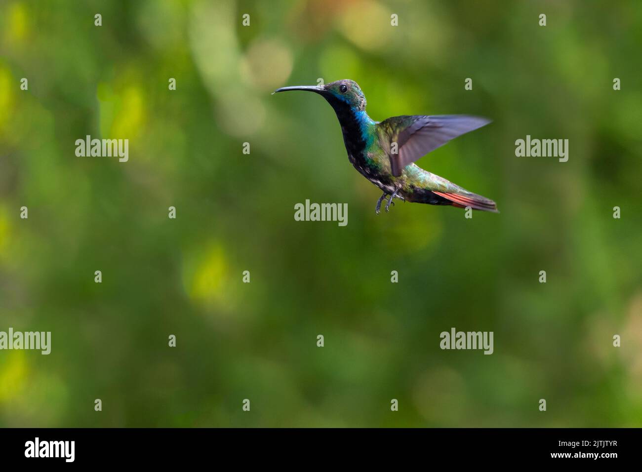 Tropical Black-throated Mango hummingbird hovering in the rainforest with a green background. Stock Photo