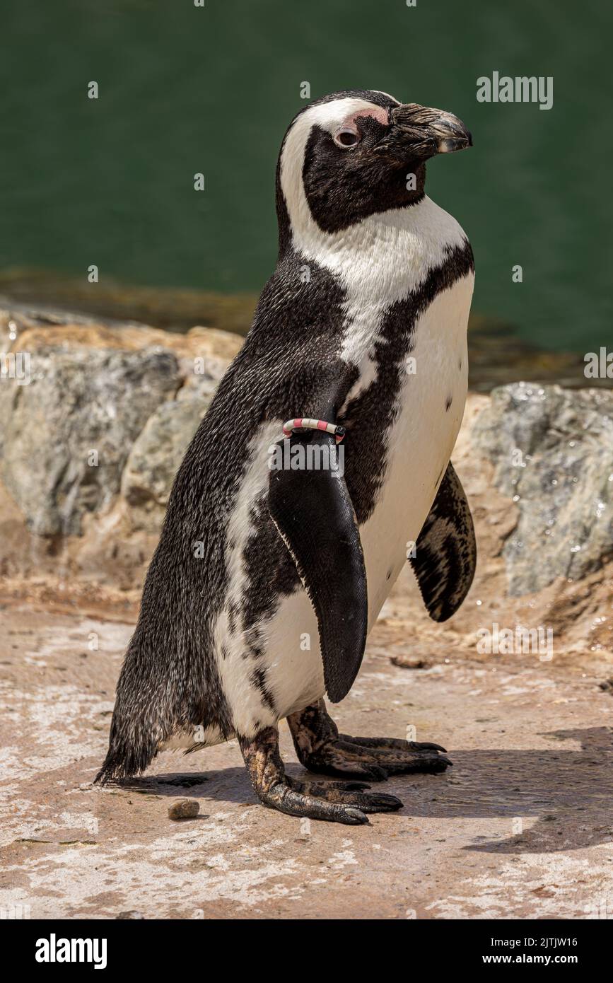 A vertical shot of a beautiful penguin at Banham Zoo, Norfolk, England Stock Photo