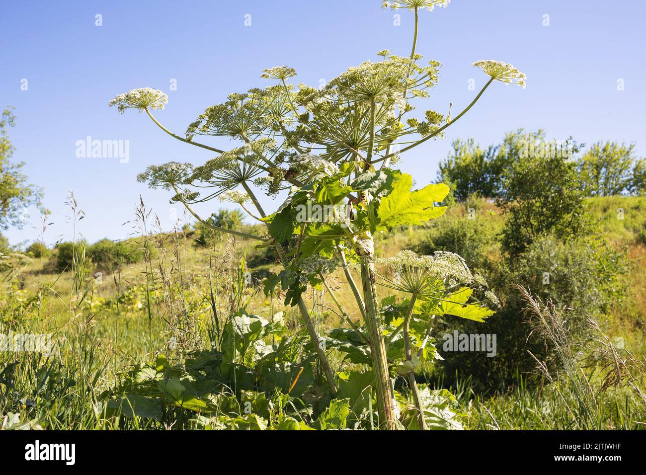 Poisonous plant hogweed, a weed dangerous to humans Stock Photo