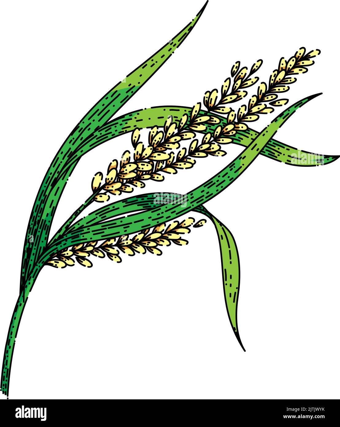 rice plant sketch hand drawn vector Stock Vector Image & Art - Alamy