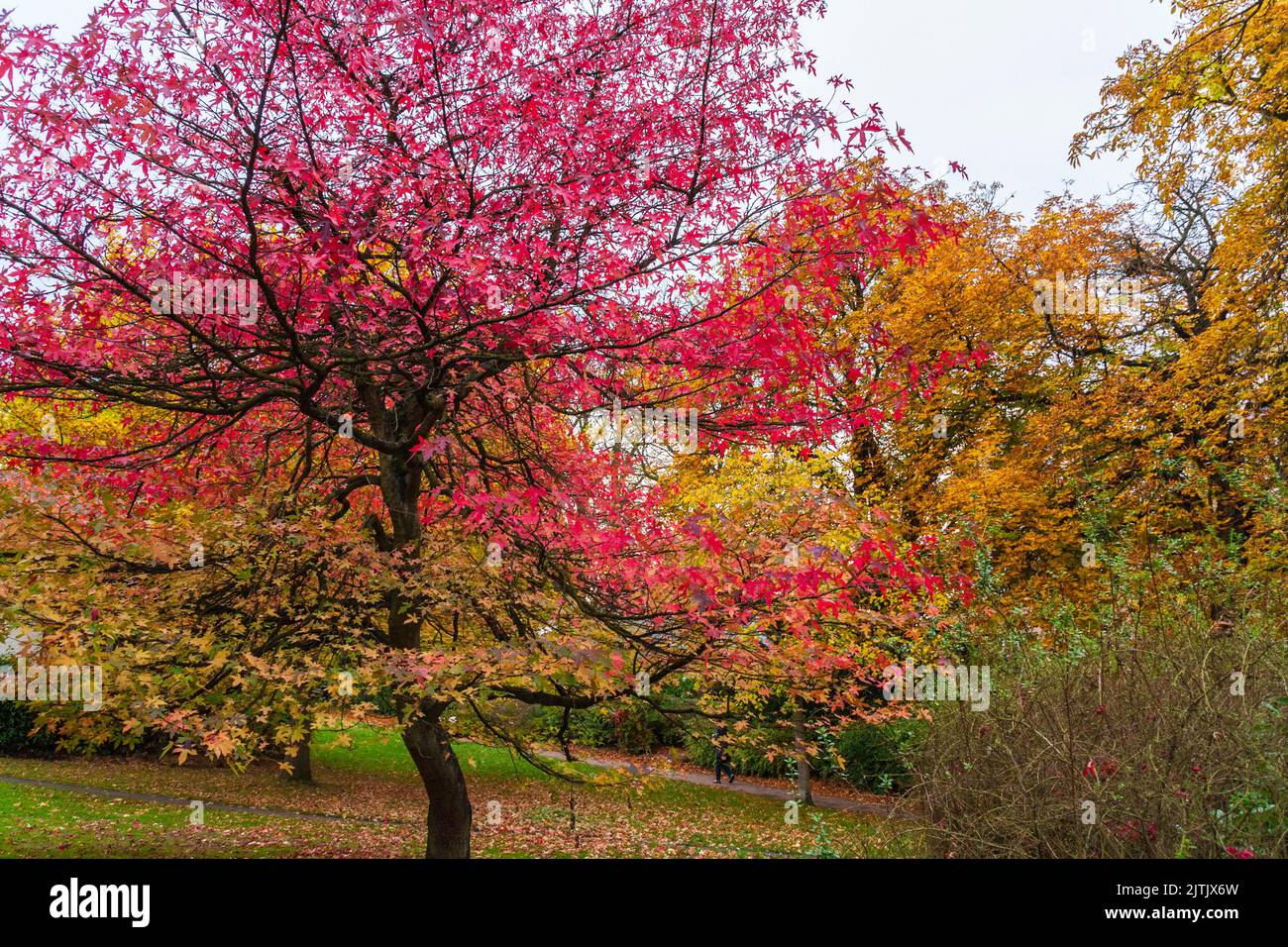 A scenic view of the colourful autumn trees in Valley Gardens in  Harrogate,England,UK Stock Photo
