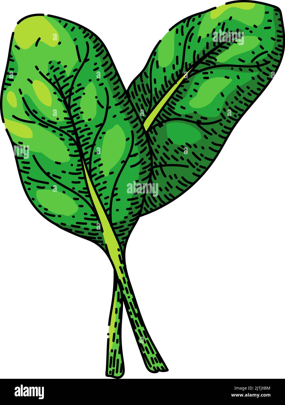 spinach leaf green sketch hand drawn vector Stock Vector Image & Art