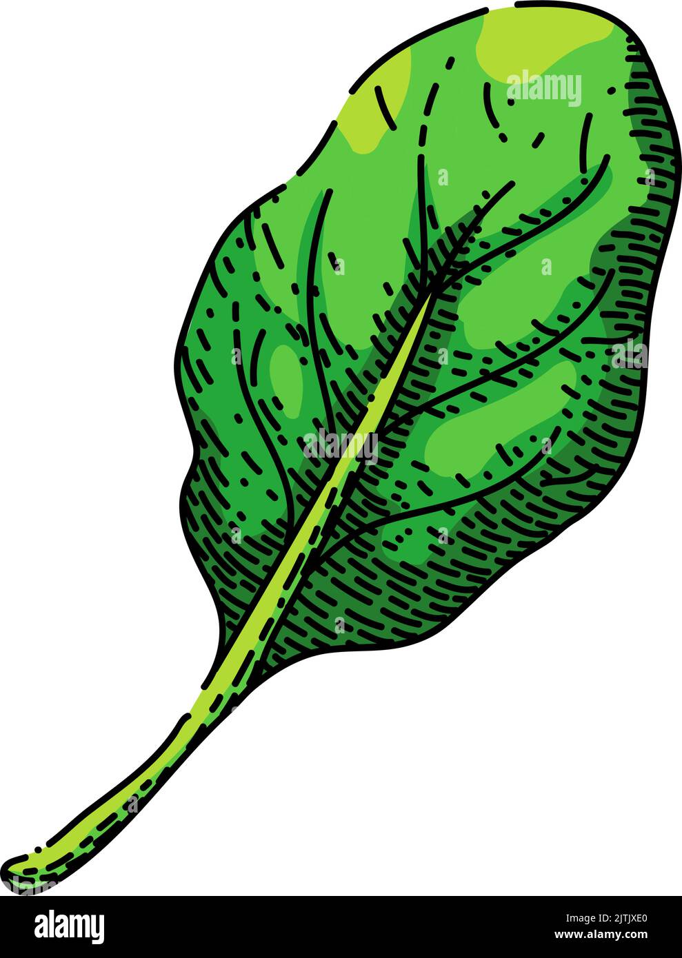 spinach leaf green sketch hand drawn vector Stock Vector Image & Art