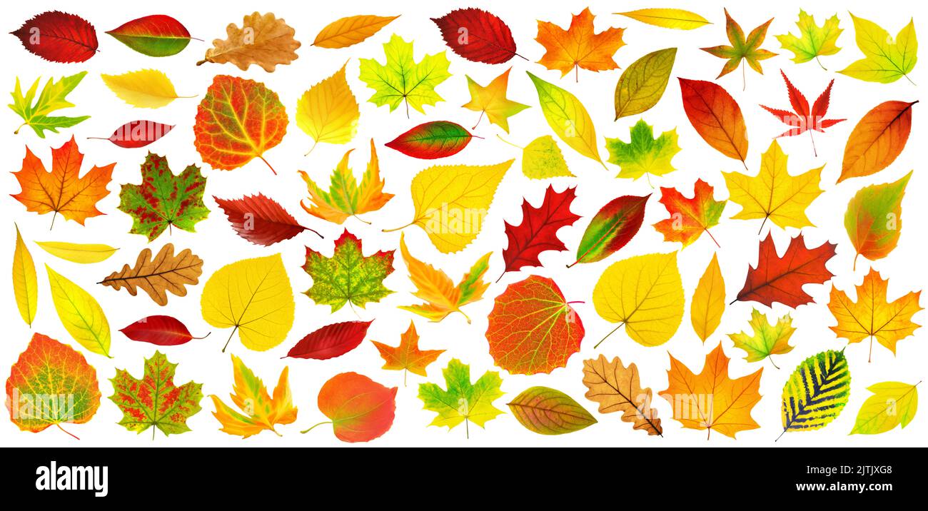Large collection of multicolored autumn tree leaves (red, orange, yellow, green) on white background. Realistic digital illustration based on render b Stock Photo